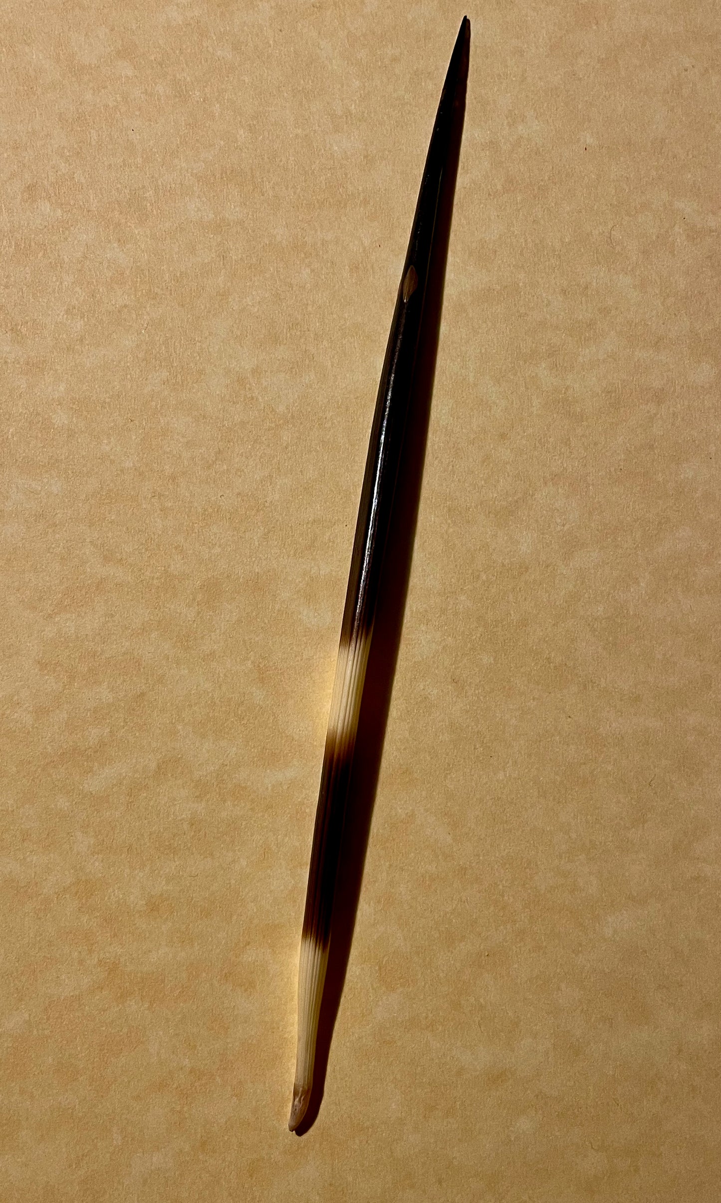 Stachelschweinstachel als Schreibkiel